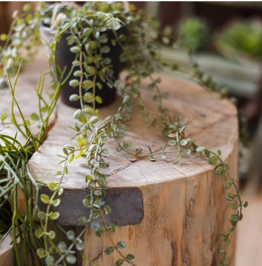 Hanging Faux Ceropegia Vine in Pot - Small