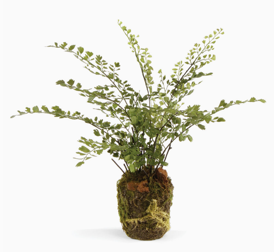 Maidenhair Fern Drop-in 13"