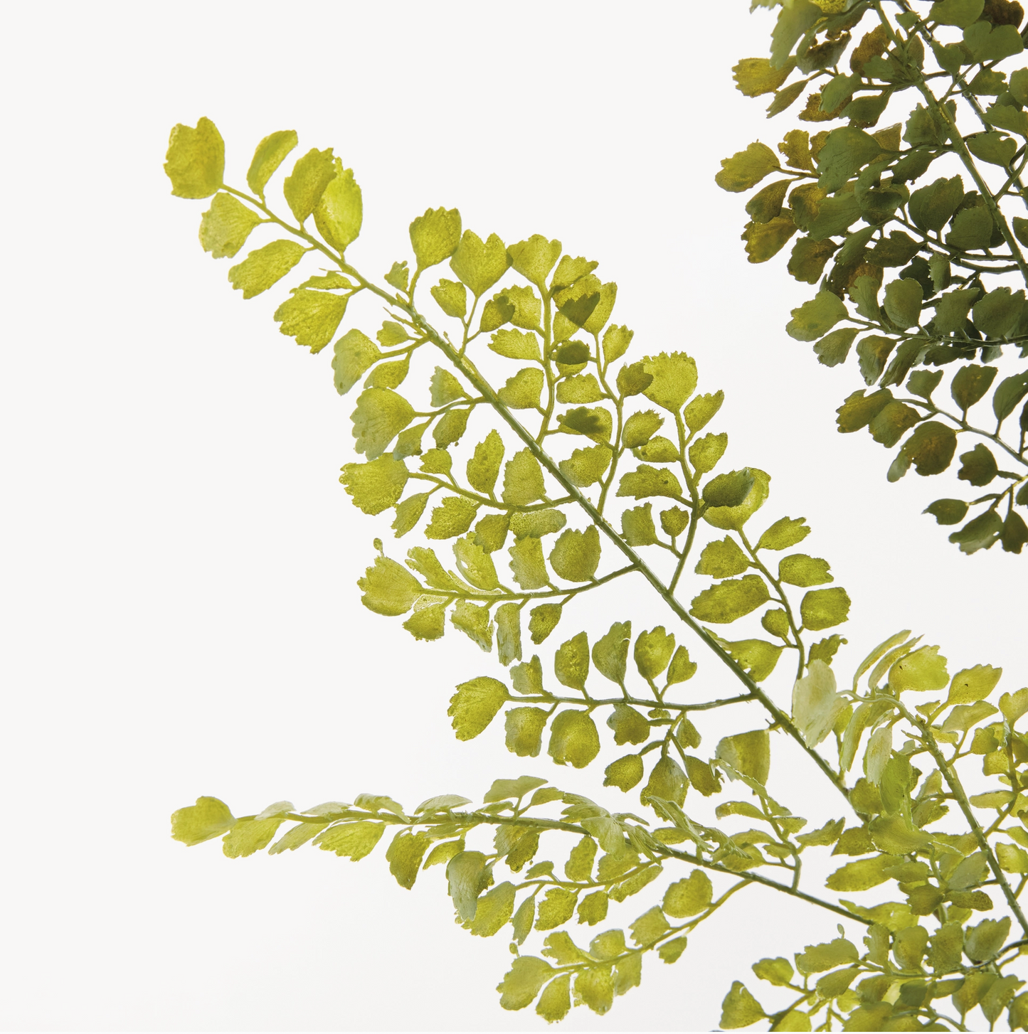 Maidenhair Faux Fern Stem