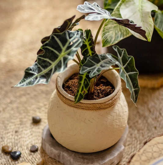 Faux Bamboo Woven Cement Planter - White Small