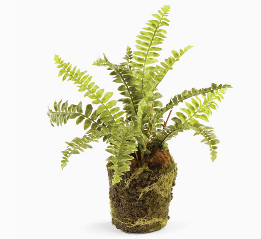 Boston Fern Drop In 9"