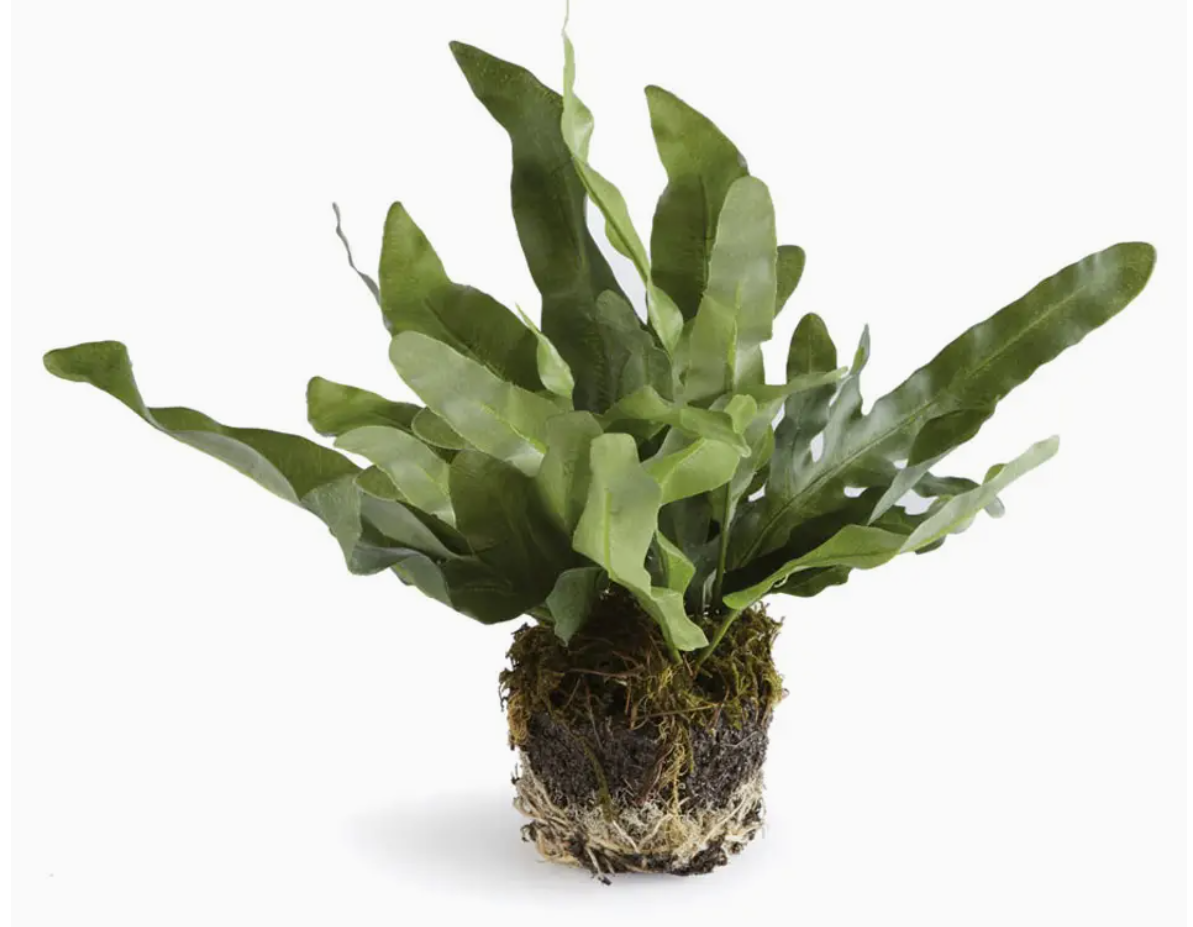 Echeveria Fern Drop-in 8.5"