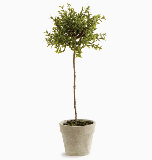 Thyme Topiary 13"